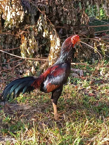 Galo de raça