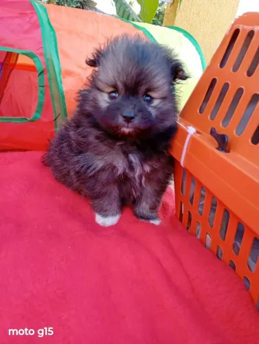 Spitz Alemão Anão, cor Laranja Macho. Em 10x de $240.00