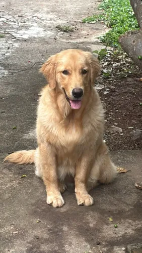 Golden fêmea 7 meses
