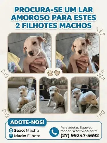 Doação de filhotes machos