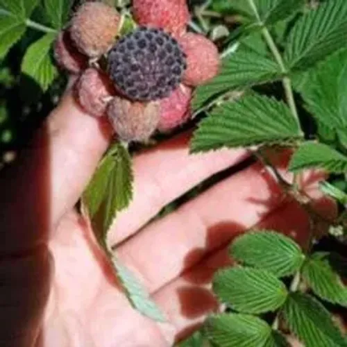 Mudas de Framboesa Negra Já com frutas somente 40, cada! ENTREGO!