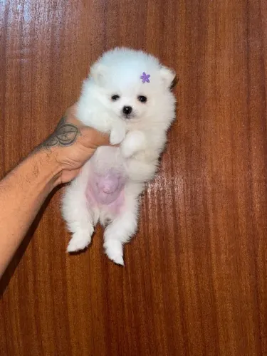 Spitz alemão anão / Lulu da pomerania anão 