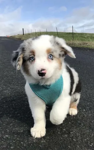 Border collie Merle olhos claros 