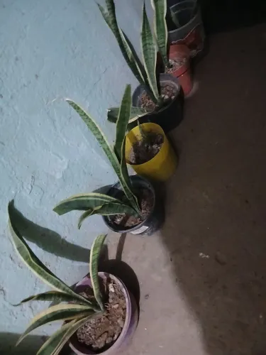 Plantas