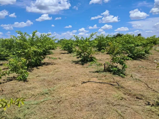 Roca de goiaba araça 450 pes nas pedrinhas na ilha do pico 140000,00