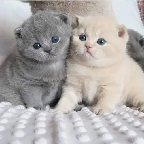 Gato British Shorthair Macho