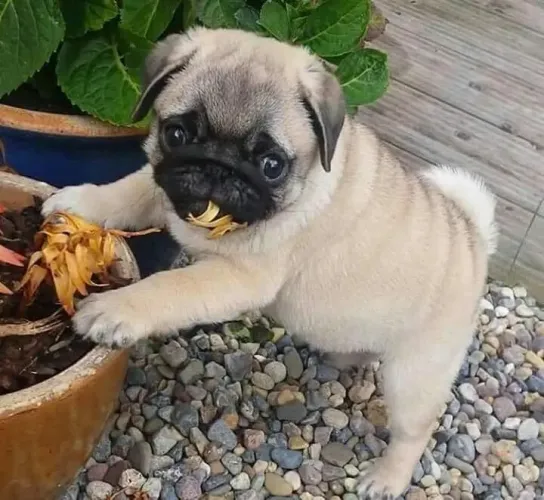 Filhotes de pug brincando com a natureza 