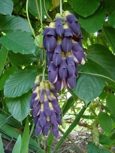 Muda trepadeira Jade negra Mucuna Porto Alegre RS