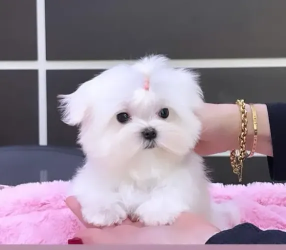 Filhote Maltês, Seu novo melhor amigo peludo te espera com muito amor!