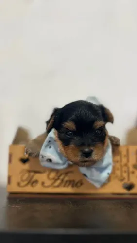 Filhote Yorkshire Terrier, Adoce sua vida com um filhote cheio de amor!