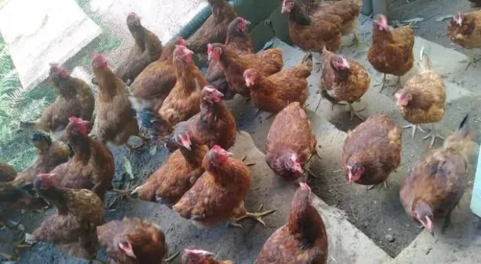 Galinha caipira e poedeira