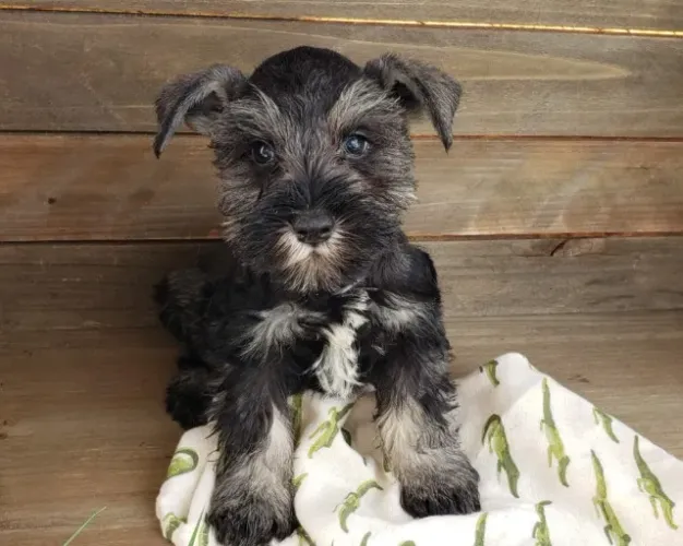 Schnauzer ? Inteligente, alerta e muito carinhoso .