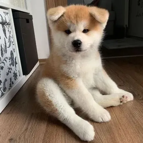 Akita Inu de Pura Raça ? Força, Beleza e Nobreza!