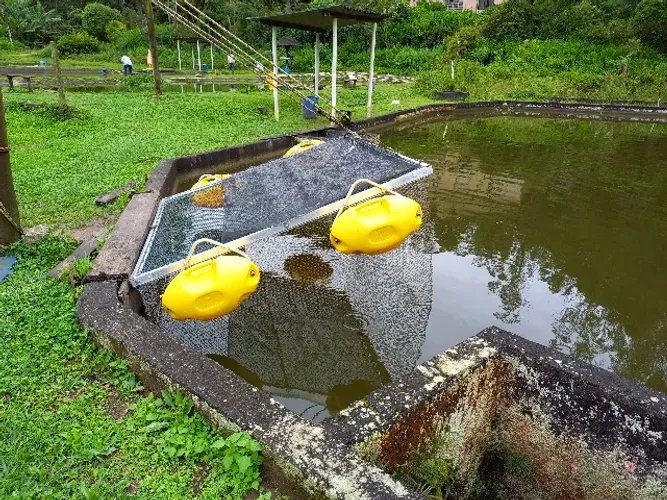 Gaiola em inox para peixes, piscicultura 2 m x 2 m x 1,5 m