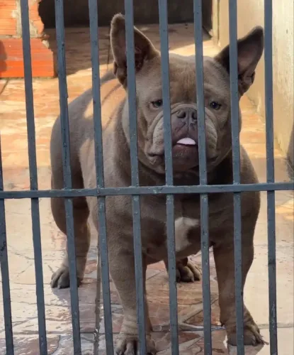 American Bully Exotic Fêmea Adulta 