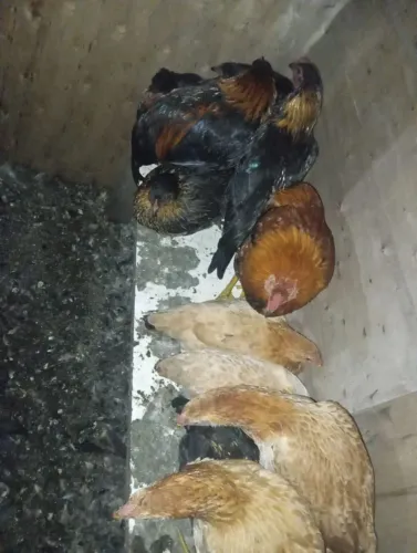 4 Frango macho caipira