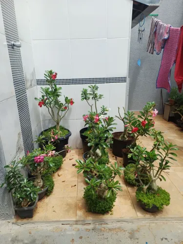 Rosa do deserto