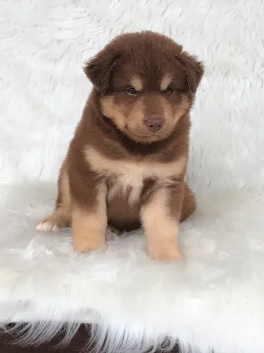 Husky macho Wooly