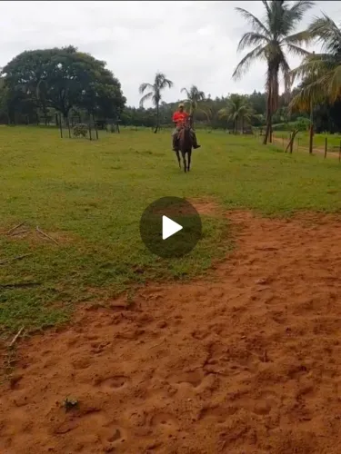 Egua quarto de milha 