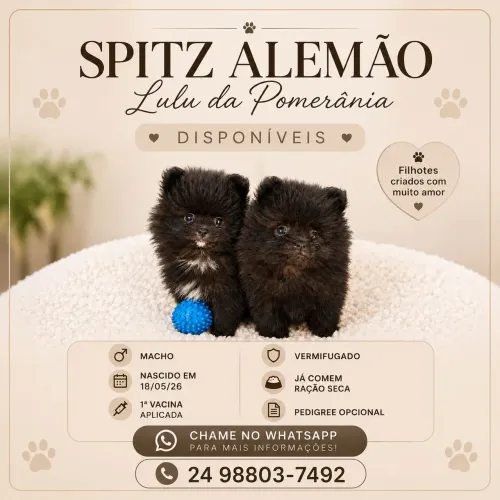 Spitz alemao (luu)