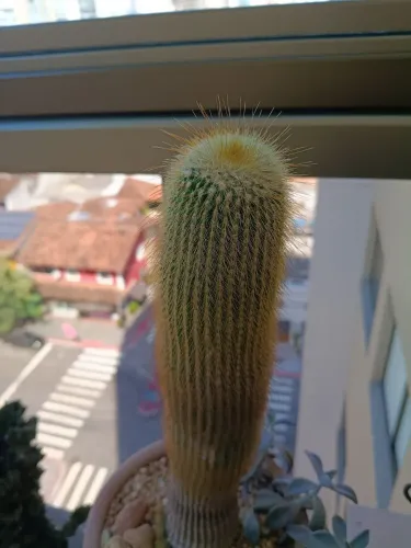 Planta 