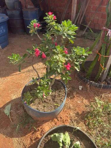 Rosa do deserto