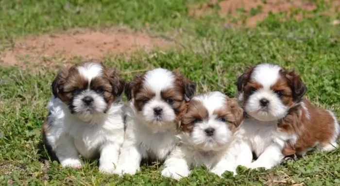 Shih tzu Mini europeu - Promoção - 12 x