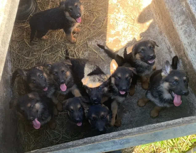 Filhotes Pastor Alemão