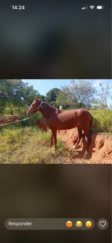 Potras à venda