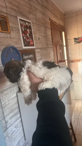 Vendo shih tzu