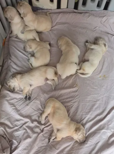 Filhotes de Golden Retriever | Companhia que faz o dia melhor.