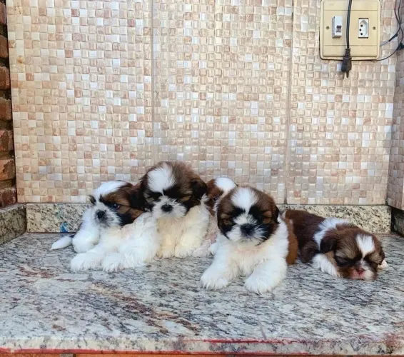 Shih tzu minizinho