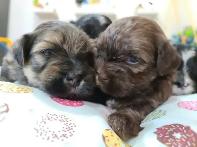 lindos filhotes peludinhos disponiveis