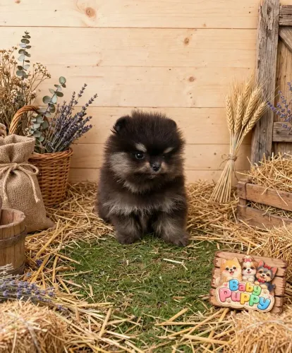 Lulu da pomerana filhote