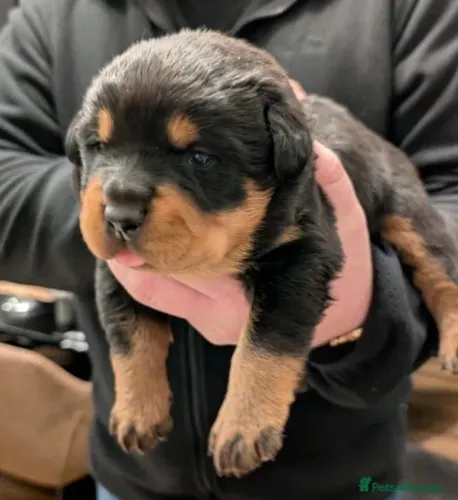 Bebezinho rottweiler brincalhão com ótima genética e dócil com família