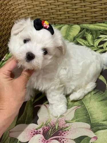 Maltês tamanho micro e padrão, com garantias e suporte veterinário de maneira gratuita!