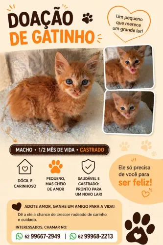 Gatinhos para doação 