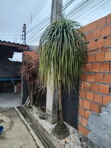 Planta Dracena e pata de elefante 