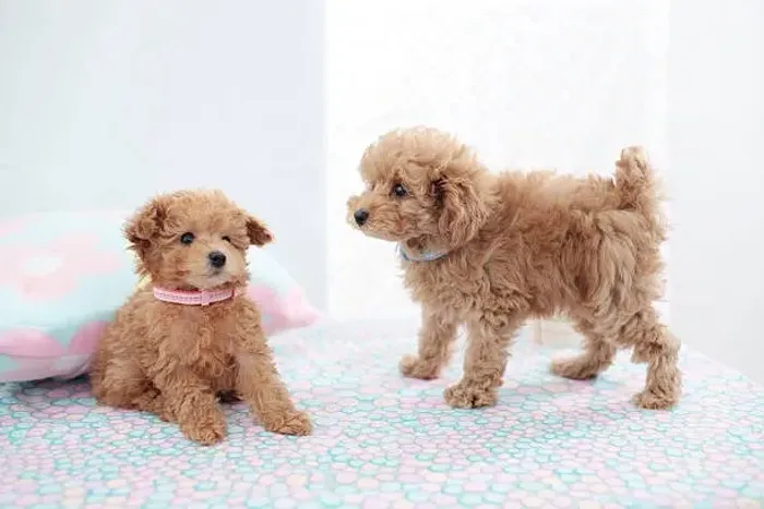 ? Seu Poodle Espera por Você | Filhotes Disponíveis