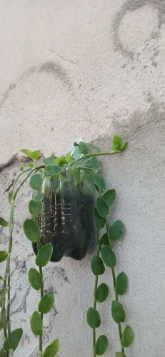 Plantas