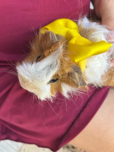 Porquinho da índia peruano
