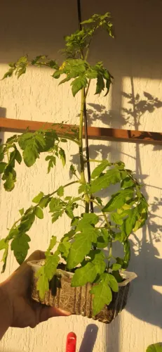Bonsai da roça - Tomate Cereja produzindo