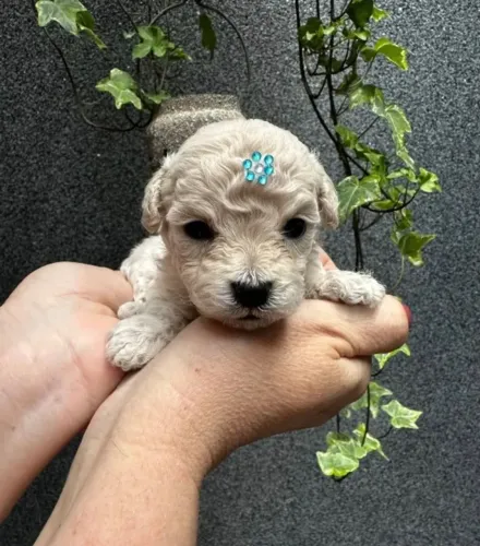 Poodle toy não crescem muito!
