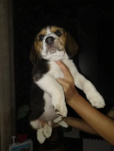 Lindos filhotes de beagle