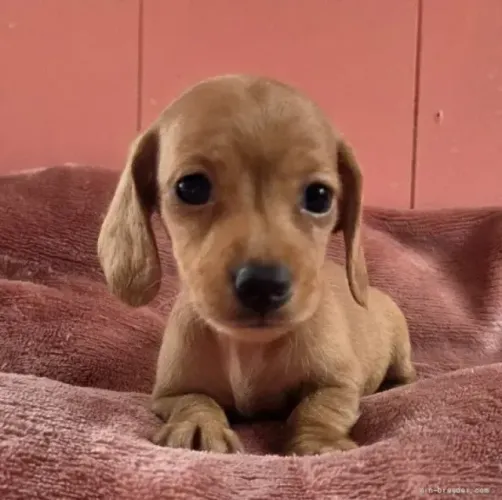 Bebezinho muito dócil Teckel/Dachshund/Salsicha/Salsichinha/Basset/Cofap