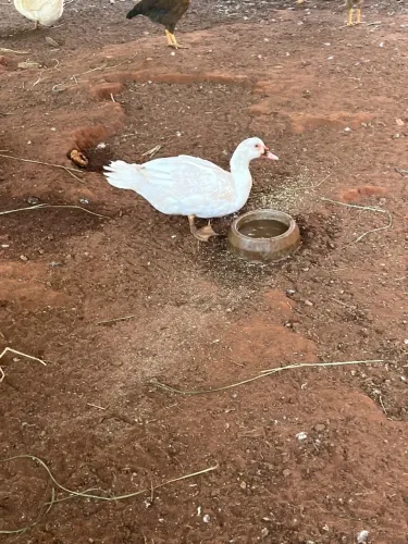 Patos