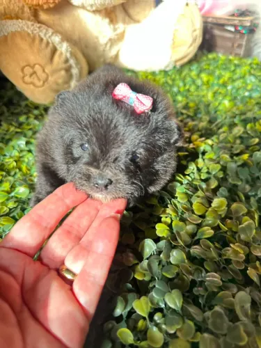 Fêmea de Lulu da pomerania anã