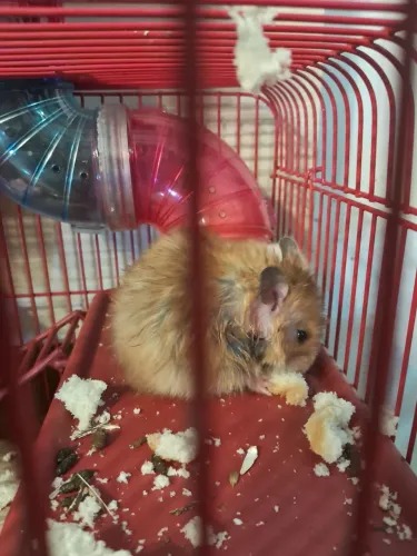 Hamster sirio