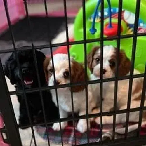 Cavalier King Charles Spaniel,Cavalier King Charles Spaniel Filhote Saudável Excelente Com