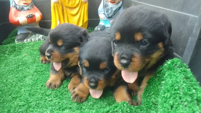 Filhotes de Rottweiler com Pedigree - Itarana ES